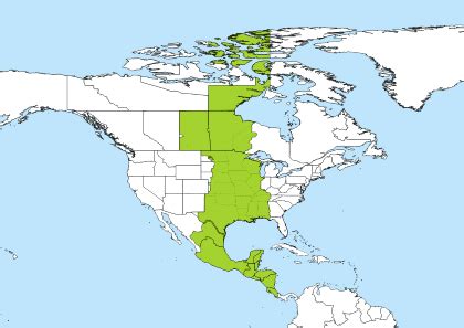 830 ist to cst|IST to CST Central America .